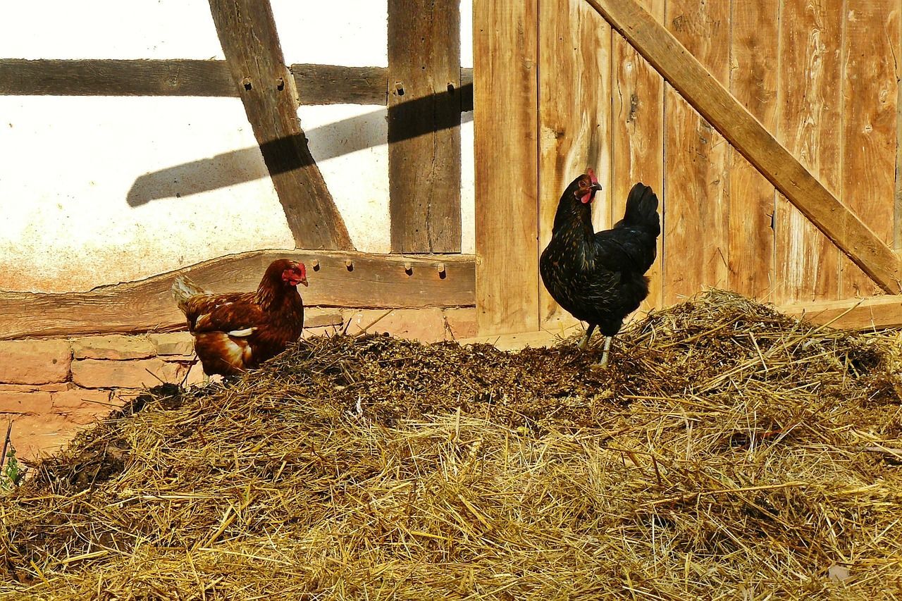 Corral con gallinas en Gravas de colores Pedrín