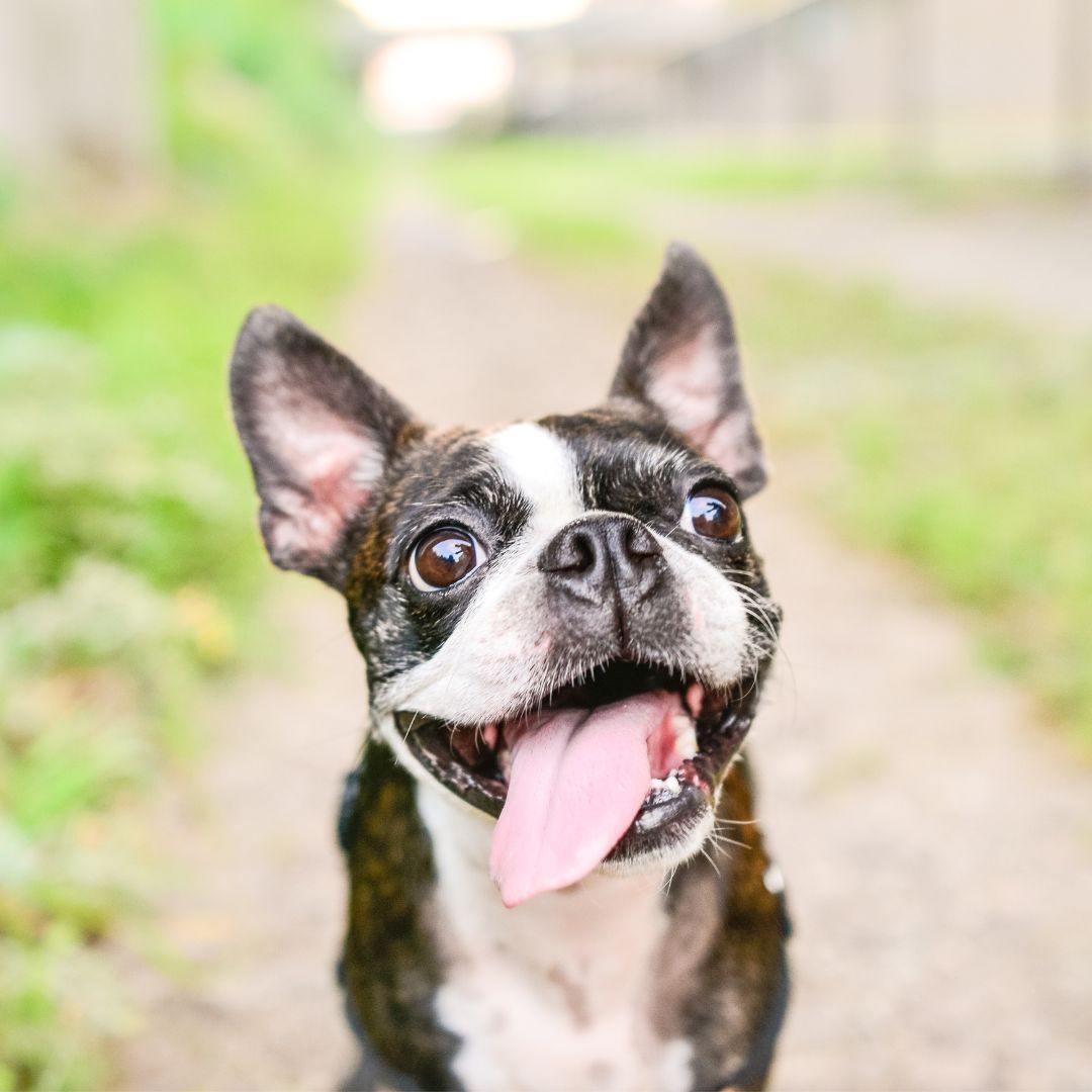crear un espacio exterior que sea atractivo para ti y tus mascotas, donde ambos puedan disfrutar de momentos agradables y crear recuerdos inolvidables.