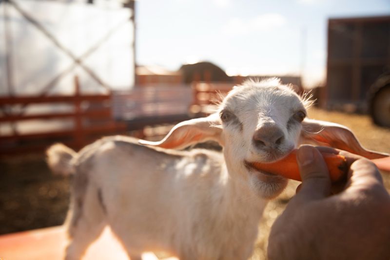 La naranja se presenta como un ingrediente versátil y beneficioso para la alimentación del ganado. Sus propiedades nutricionales y su capacidad para mejorar la salud y el rendimiento de los animales la convierten en un valioso recurso para los productores. 